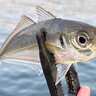 夕マヅメの堤防アジング釣行で25cm頭にマアジ7尾をキャッチ【大阪南港フェリータミナル】