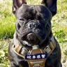 『生後６ヵ月まで家族が決まらなかった犬』が才能を発揮し始め…予想を超える『カッコよすぎる展開』が14万再生「最高」「期待の星」と称賛