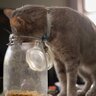 猫に『かつお節』をあげたい！安全に与えるために守るべき2つのこと