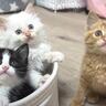 ひとりぼっちだった子猫が、素敵な『出会い』を経て…すっかり兄弟の一員になった姿が尊いと18万再生「個性があって可愛い」「幸せそう」
