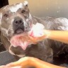 お風呂が大好き過ぎる犬→想定以上に『いい子すぎる入浴シーン』に称賛の声「クルクルしちゃうの可愛すぎる」「子グマみたいで最高」と21万再生
