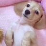 『こんなに赤ちゃんだった犬が…』シニア期に突入した『8歳の現在』がもっふもふ過ぎると4万再生「素敵な成長記録」「パピーも今も全部可愛い」