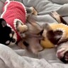 犬がなかなか起きないので『2匹の犬に起こすよう伝えた』結果…まさかの『爆弾のような目覚まし』が14万再生「キックボクサーで草」と爆笑