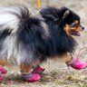 『犬用グッズ』の間違った使い方4つ　起こりうるリスクの可能性から正しい使用方法まで