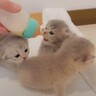 『お腹を空かせた赤ちゃん猫たち』→ミルクを与えたら…可愛すぎて思わず笑顔になる光景が58万再生「なんて可愛さ」「無理…」と悶絶の声