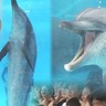 2頭のイルカは50歳以上！？美ら海水族館のスター”オキちゃん”と”ムク”は飼育50周年