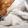 犬が『ストレス』を感じすぎるとどうなる？愛犬に及ぼすリスクや発散するための解消法とは