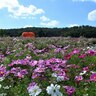 【イベント】国営越後丘陵公園（新潟県長岡市）でコスモスまつりを開催　9月21日から