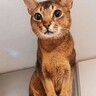 高い所に登った猫に『降りられるんですか？』と聞いたら…『お約束』やりとりに爆笑！4万8000再生「可愛いｗ」「甘えてますねｗ」の声