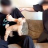 犬の前で『殴り合いのケンカ』をした結果…平和すぎる『まさかの結末』に10万再生「なんか青春で草」「結局みんな楽しそうで可愛いｗ」と絶賛