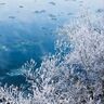 出会えたら幸運の絶景「氷花（シガ）」　木々や植物がすべて白く染まる“幻冬”の景色／北海道・十勝