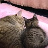 生後1ヶ月の捨てられた子猫をお家に迎えたら、先住猫が…『優しさが溢れる瞬間』が32万再生「完全に親子」「泣けてくる」と感動の声