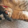 猫がとんでもない体勢で……撮らずにはいられなかった『まさかの光景』に8万いいね「Y字？での毛繕いｗ」「声だして笑ったｗ」と爆笑の声