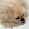 4歳にして2度家族を失い『心を閉ざした犬』を保護した結果…『85日後の光景』に涙が止まらない「もらい泣きした」「幸せになって」と6万再生