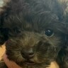 『こげ茶色の赤ちゃん犬を飼った』と思っていたら…1年後→想像を遥かに超える『別犬になる光景』が18万再生「こんな変わる？」「可愛いｗ」