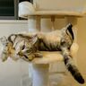「落っこちないでね」すごい姿勢で寝ている猫が心配になっちゃう動画