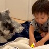 犬が『赤ちゃんの突然のゲップ』に驚いてしまった結果…2人のやりとりが可愛すぎると4万8000再生「弟くんも自分でびっくりしてるｗ」と爆笑