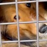 『大量の歯石や悪臭で酷い状態の犬』が初めて人と暮らした結果…愛情を注ぎ続けた『１年間の記録』に涙腺崩壊すると56万再生「ずっと幸せに」