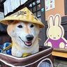 柴犬マロたんとの久しぶりの女子旅！ガクブルのスタートからしっぽふりふりになるまで。