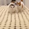 大量の紙コップのなかに『猫のおやつ』を隠してみたら…まさかの光景に爆笑する人続出「何とかしてって訴えてるｗ」「めっちゃおもろいｗ」