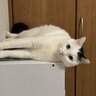 『重力どうした？』棚上にいる猫を見てみたら…2度見必至の"まさかの姿"が472万表示「思わず横にして見たｗ」「どうなってるのｗ」