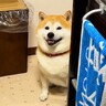 ゆで卵を作っていたら、犬が…『お手伝い』に駆けつける光景が可愛すぎると7万再生「戦力外すぎて草」「ぜひ派遣をお願いしたいｗ」と爆笑