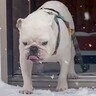 大雪が降った日、犬たちが大喜びするかと思いきや…想定外な『まさかの展開』が3万再生「テンション真逆ｗ」「対称的すぎて可愛い」と絶賛の声