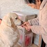 おばあちゃんのことが大好きな大型犬→『１日中べったりくっつく光景』が平和そのものだと6万再生「疲れ吹っ飛んだ」「素敵な関係」と絶賛続々