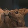 「なぜ避妊？」全国から“ライオン避妊に意見”437件…動物園の決断の理由は【札幌】