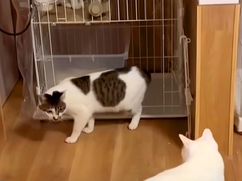 暴れまくる新入りに注意したボス猫→翌日から様子がおかしくなり