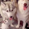 子猫がシベリアンハスキーに近付いたら…まさかの『自分の子供と勘違いして見せた行動』が優しすぎると59万再生「完全に守ってる」と反響
