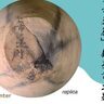 【市原市】展示と体験で理解が深まる奈良・平安時代の行政拠点　市原歴史博物館企画展「ここまでわかった市原郡衙」7月21日まで