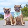 犬のオスメスで異なる『性格の違い』とは？性別ごとで変えるべき対応の仕方まで解説