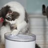 猫が『手で水を飲む』のはなぜ？考えられる4つの理由　もしかして遊んでるの？