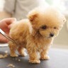 極小赤ちゃん犬が『初めてトリミング』したら…呼吸を忘れるほど可愛い姿に8500万再生の反響「無理、好き」「心臓がもたない」と悶絶の声
