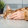 愛猫が飼い主さんに『抱きついてくる』4つのワケ　どうやって対応すれば喜ぶ？