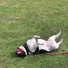 犬が体をくねくねする心理4つ　愛おしすぎる理由から注意すべきポイントまで