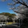 春の北九州をドライブしよう｜桜の名所から穴場スポットまで、癒やしの週末旅