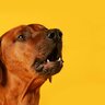 犬が人をバカにしているときにする行動3選　愛犬にナメられないためにできることとは？