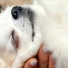 家に遊びに来た友人が『こんな犬見たことない』と呟き…腕の中で見せた『想像以上の光景』に2万いいね「安心しきってる」「無の境地ｗ」と爆笑