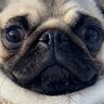 『可愛いマフラー付けてるね』と言われたパグ犬→何のことかと思ったら…『まさかの勘違い』に「自前ｗｗ」「本物で草」と1万いいね集まる