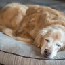 シニア犬だけが見せてくれる『可愛い仕草』4つ　歳を重ねたワンコの愛おしい行動とは