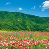 【2024年春・初夏】福島県内でツツジ・ポピー・牡丹が楽しめるおすすめスポット5選