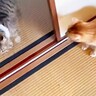 『ふすま越しに暮らしていた猫』を初対面させたら…『個性強すぎ』な爆笑やりとりが5.1万再生「大物ｗ」「シャーされて何ともないｗ」
