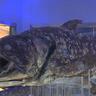 【沼津港深海水族館】本物の冷凍シーラカンス展示は世界でここだけ!