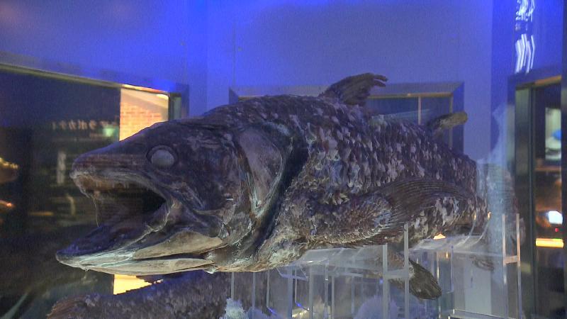 沼津港深海水族館】本物の冷凍シーラカンス展示は世界でここだけ