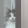 窓辺で自宅警備をしていた猫→帰ってきた飼い主を見た瞬間…『予想外の行動』に爆笑の声「笑っちゃうね」「表情豊かで可愛い」と27万再生