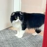 朝起きた猫→大好きなパパ猫が消えたことに気がついて…『胸がしめつけられる姿』と『感動の結末』に「愛が半端ない」「感動をありがとう」　