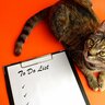 猫のお世話の『やることリスト』4つ　ご飯は何回？トイレの掃除の頻度は？毎日やるべきルーティン