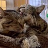 家の中でマーキングが止まらなかった親子猫→見かねた飼い主さんが…素敵すぎる『まさかの決断』に「本当に素晴らしい」「カッコいい」と27万再生
